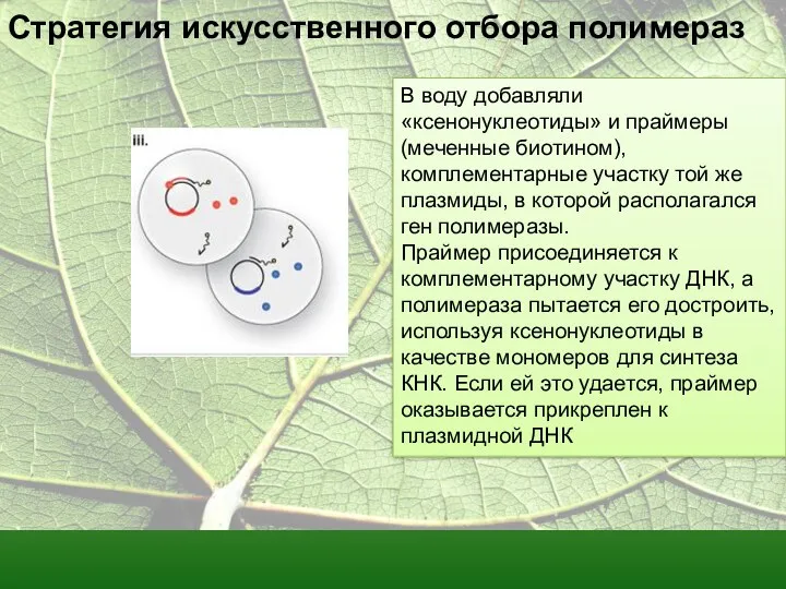 Стратегия искусственного отбора полимераз В воду добавляли «ксенонуклеотиды» и праймеры