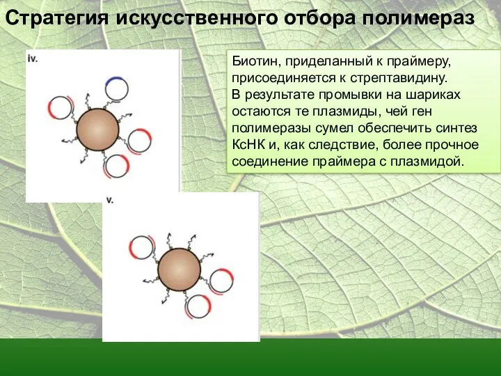 Стратегия искусственного отбора полимераз Биотин, приделанный к праймеру, присоединяется к