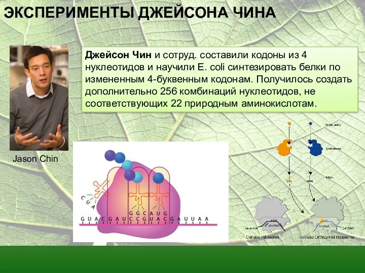 ЭКСПЕРИМЕНТЫ ДЖЕЙСОНА ЧИНА Jason Chin Джейсон Чин и сотруд. составили