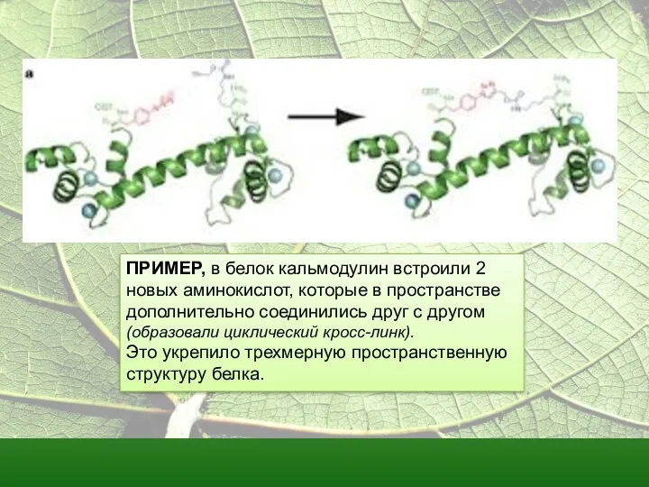 ПРИМЕР, в белок кальмодулин встроили 2 новых аминокислот, которые в