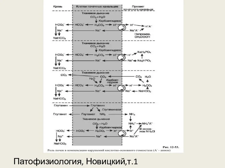 Патофизиология, Новицкий,т.1