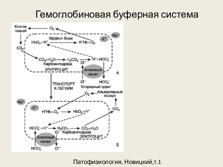 Гемоглобиновая буферная система Патофизиология, Новицкий,т.1