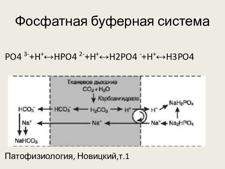 Фосфатная буферная система PO4 3-+H+↔HPO4 2-+H+↔H2PO4 -+H+↔H3PO4 Патофизиология, Новицкий,т.1