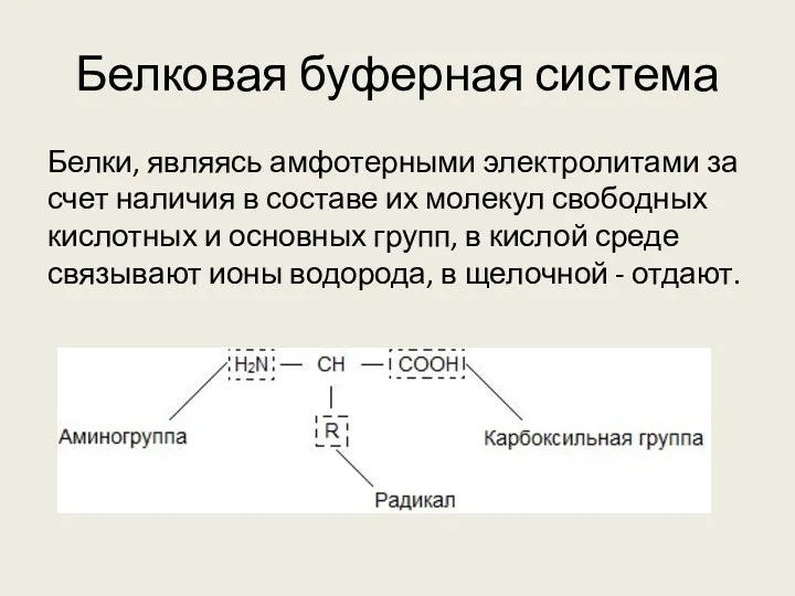 Белковая буферная система Белки, являясь амфотерными электролитами за счет наличия