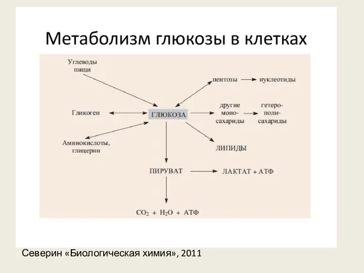 Северин «Биологическая химия», 2011