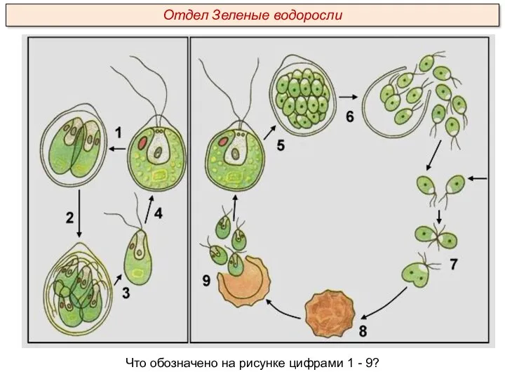 Что обозначено на рисунке цифрами 1 - 9? Отдел Зеленые водоросли