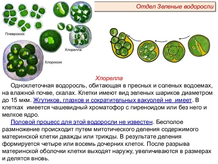 Хлорелла Одноклеточная водоросль, обитающая в пресных и соленых водоемах, на