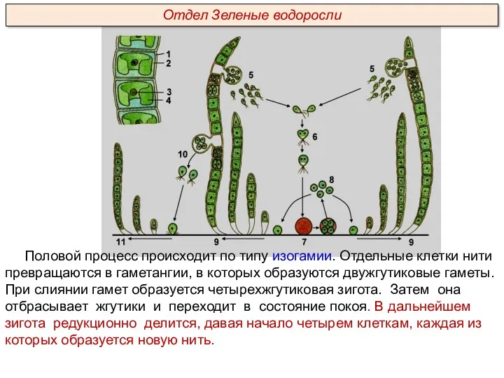 Половой процесс происходит по типу изогамии. Отдельные клетки нити превращаются