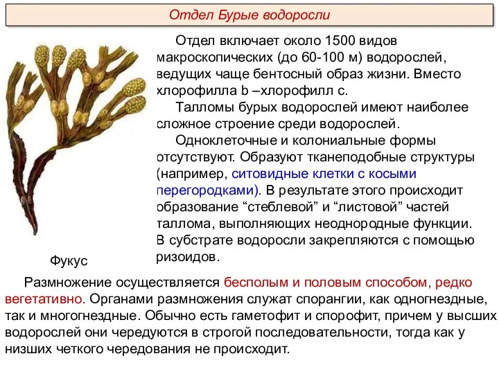 Отдел включает около 1500 видов макроскопических (до 60-100 м) водорослей,