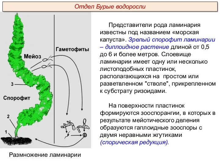 Представители рода ламинария известны под названием «морская капуста». Зрелый спорофит