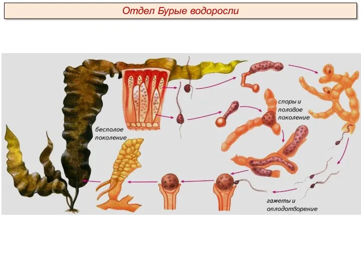 Отдел Бурые водоросли