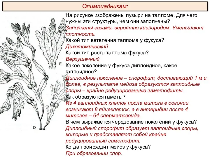 На рисунке изображены пузыри на талломе. Для чего нужны эти