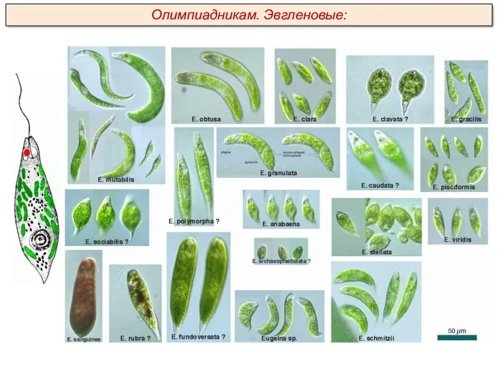 Олимпиадникам. Эвгленовые: