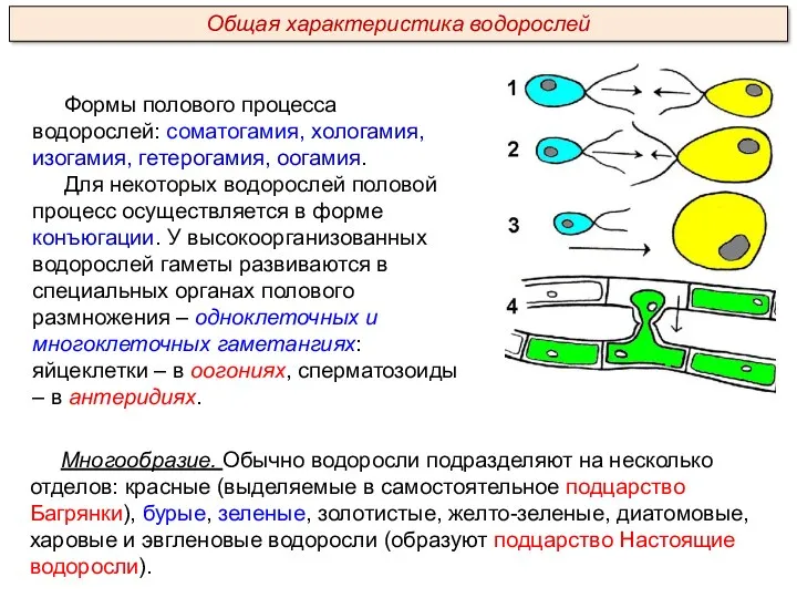 Формы полового процесса водорослей: соматогамия, хологамия, изогамия, гетерогамия, оогамия. Для