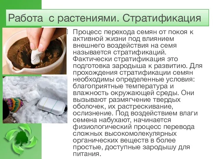 Работа с растениями. Стратификация Процесс перехода семян от покоя к