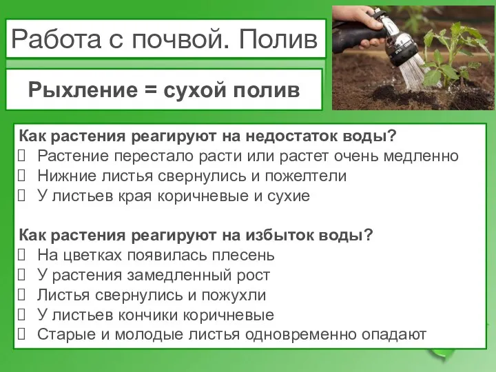 Работа с почвой. Полив Как растения реагируют на недостаток воды?