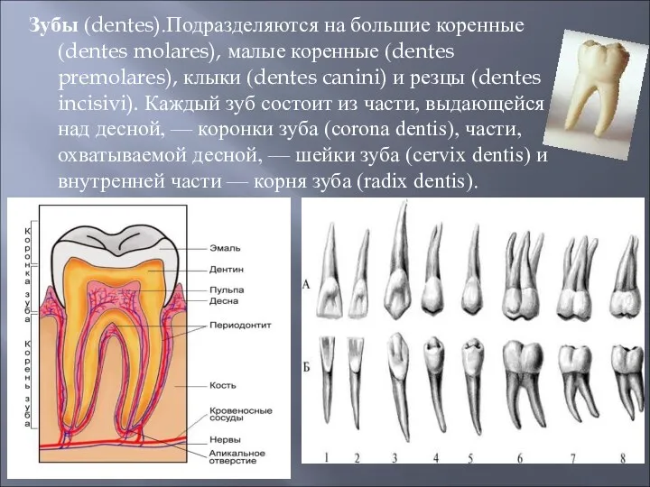 Зубы (dentes).Подразделяются на большие коренные (dentes molares), малые коренные (dentes premolares), клыки (dentes