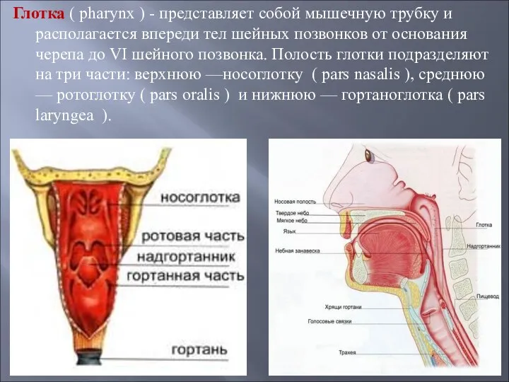 Глотка ( pharynx ) - представляет собой мышечную трубку и располагается впереди тел