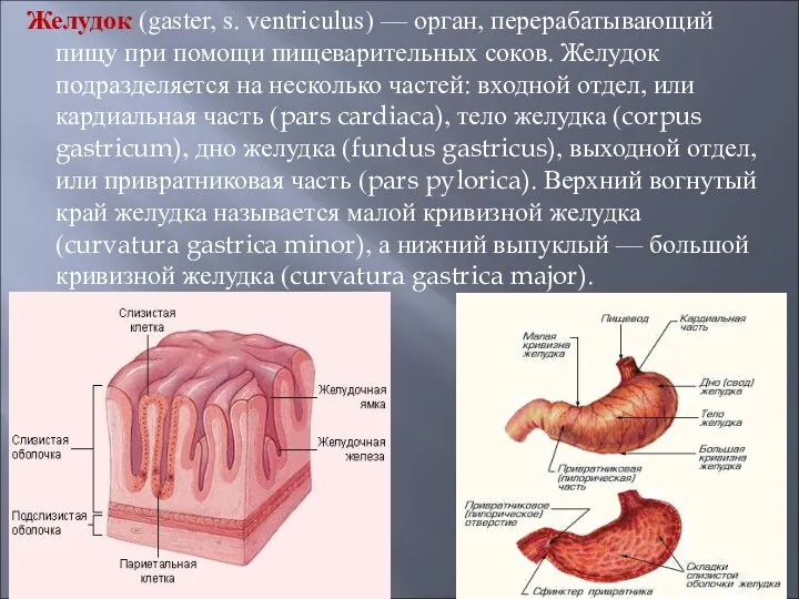 Желудок (gaster, s. ventriculus) — орган, перерабатывающий пищу при помощи пищеварительных соков. Желудок