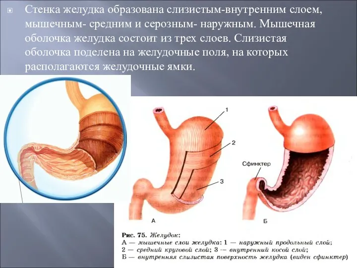 Стенка желудка образована слизистым-внутренним слоем, мышечным- средним и серозным- наружным. Мышечная оболочка желудка