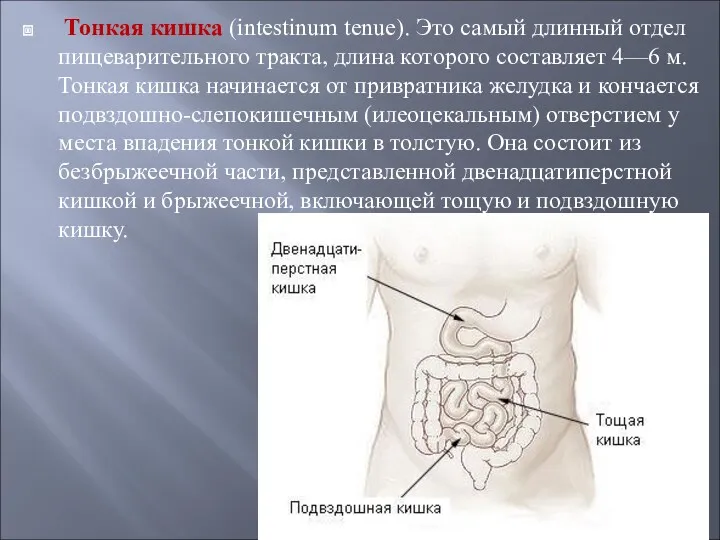 Тонкая кишка (intestinum tenue). Это самый длинный отдел пищеварительного тракта, длина которого составляет