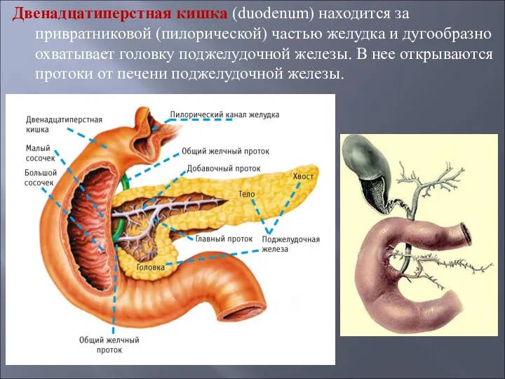 Двенадцатиперстная кишка (duodenum) находится за привратниковой (пилорической) частью желудка и дугообразно охватывает головку