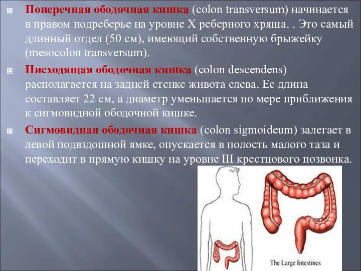 Поперечная ободочная кишка (colon transversum) начинается в правом подреберье на уровне X реберного