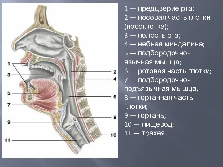 1 — преддверие рта; 2 — носовая часть глотки (носоглотка); 3 — полость