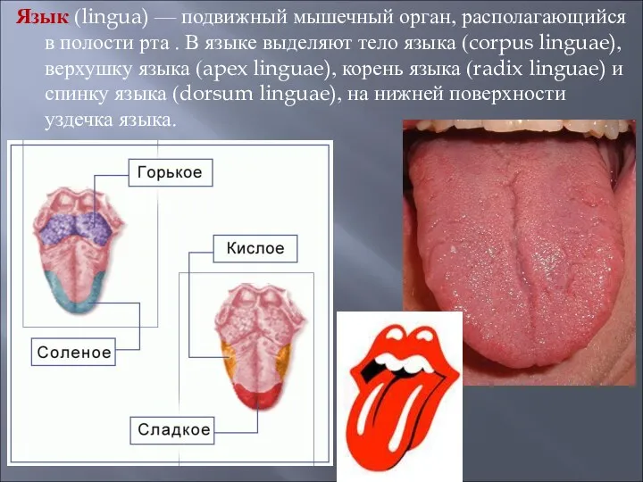 Язык (lingua) — подвижный мышечный орган, располагающийся в полости рта . В языке