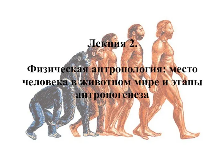 Лекция 2. Физическая антропология: место человека в животном мире и этапы антропогенеза