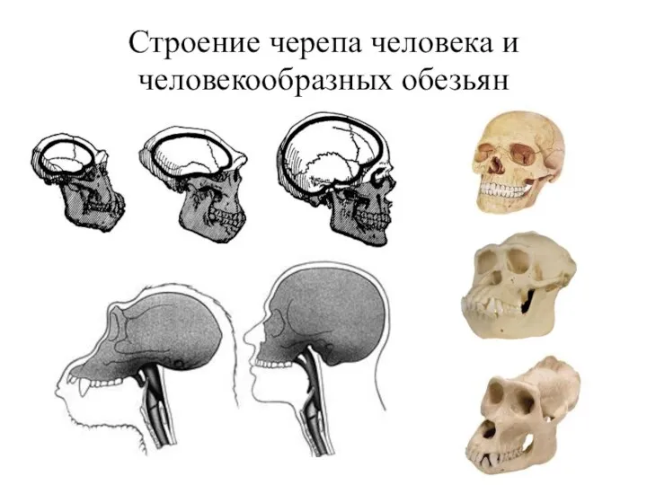 Строение черепа человека и человекообразных обезьян