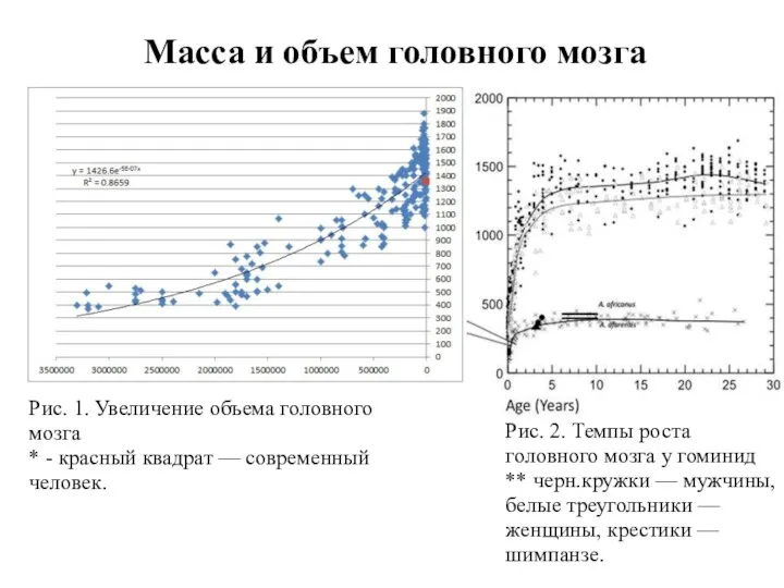 Масса и объем головного мозга Рис. 1. Увеличение объема головного