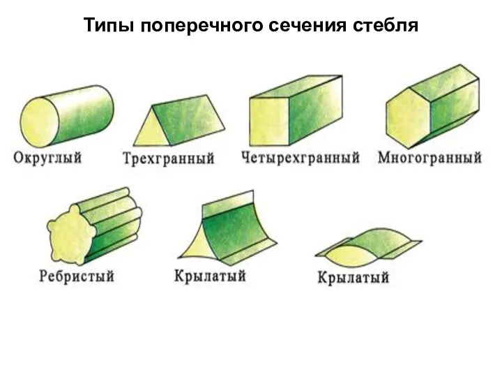 Типы поперечного сечения стебля