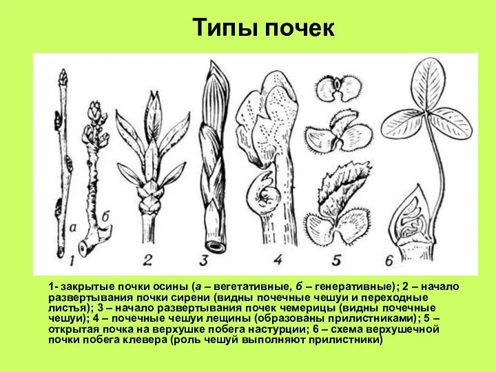 Типы почек 1- закрытые почки осины (а – вегетативные, б