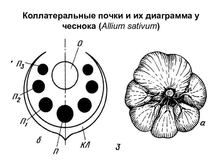 Коллатеральные почки и их диаграмма у чеснока (Allium sativum)