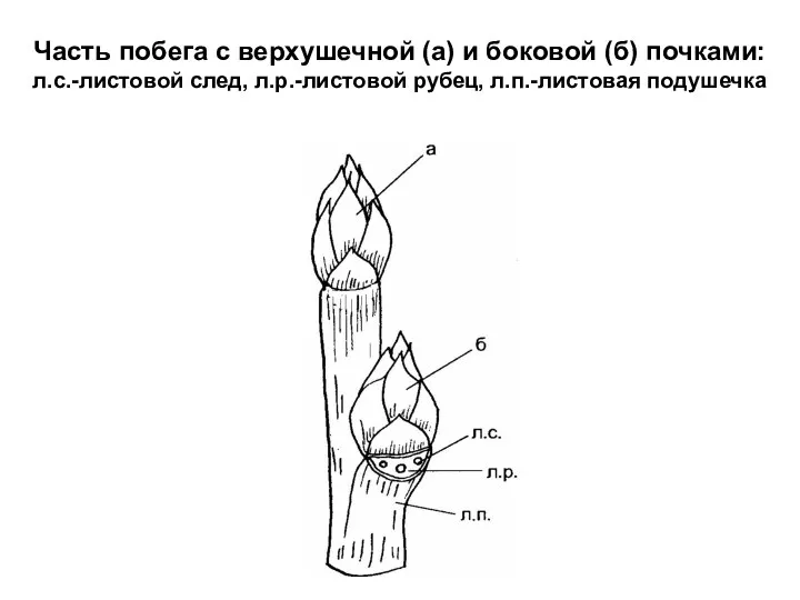 Часть побега с верхушечной (а) и боковой (б) почками: л.с.-листовой след, л.р.-листовой рубец, л.п.-листовая подушечка