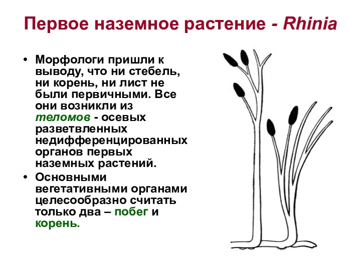 Первое наземное растение - Rhinia Морфологи пришли к выводу, что