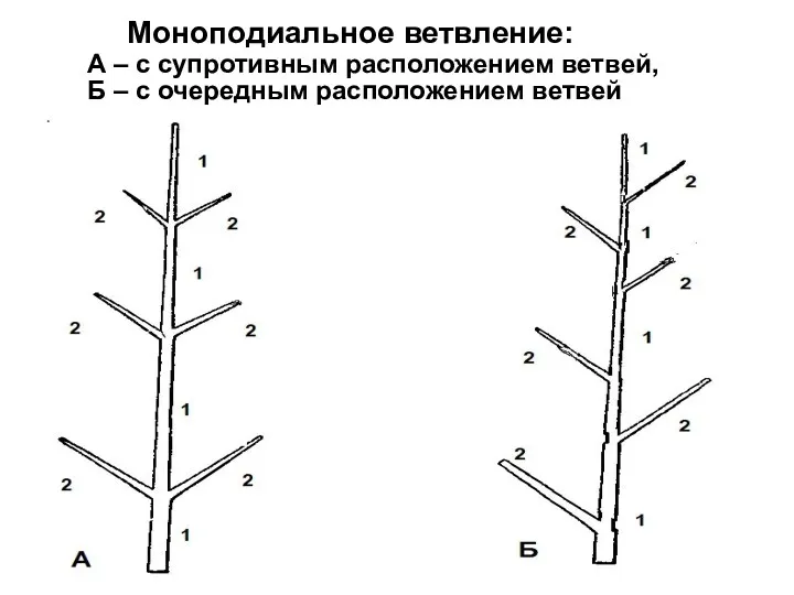 Моноподиальное ветвление: А – с супротивным расположением ветвей, Б – с очередным расположением ветвей