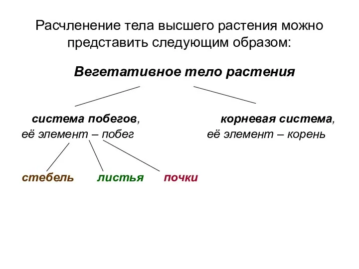 Расчленение тела высшего растения можно представить следующим образом: Вегетативное тело