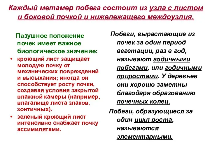 Каждый метамер побега состоит из узла с листом и боковой