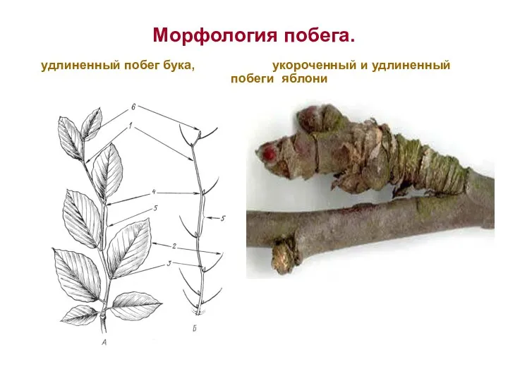 Морфология побега. удлиненный побег бука, укороченный и удлиненный побеги яблони