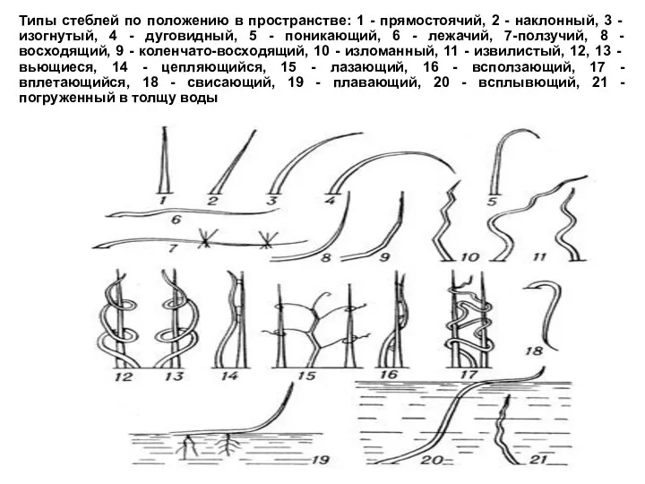 Типы стеблей по положению в пространстве: 1 - прямостоячий, 2 - наклонный, 3