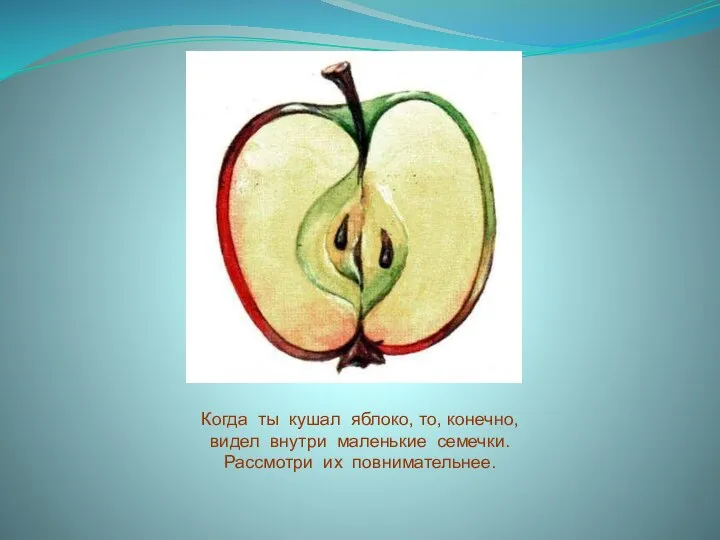 Когда ты кушал яблоко, то, конечно, видел внутри маленькие семечки. Рассмотри их повнимательнее.