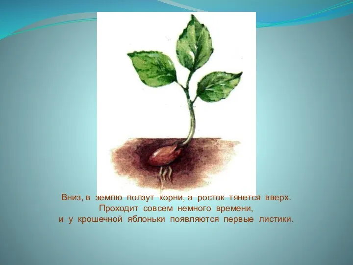 Вниз, в землю ползут корни, а росток тянется вверх. Проходит