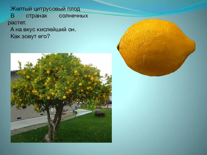 Желтый цитрусовый плод В странах солнечных растет. А на вкус кислейший он. Как зовут его?