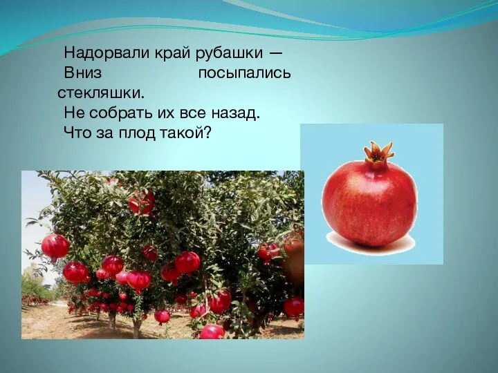 Надорвали край рубашки — Вниз посыпались стекляшки. Не собрать их все назад. Что за плод такой?