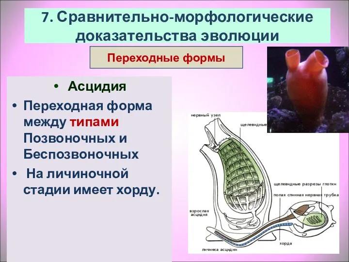 Асцидия Переходная форма между типами Позвоночных и Беспозвоночных На личиночной стадии имеет хорду.