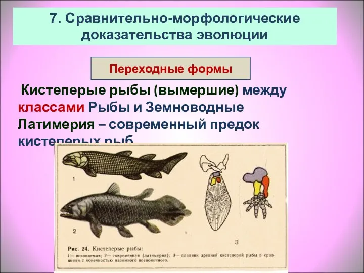 7. Сравнительно-морфологические доказательства эволюции Кистеперые рыбы (вымершие) между классами Рыбы и Земноводные Латимерия