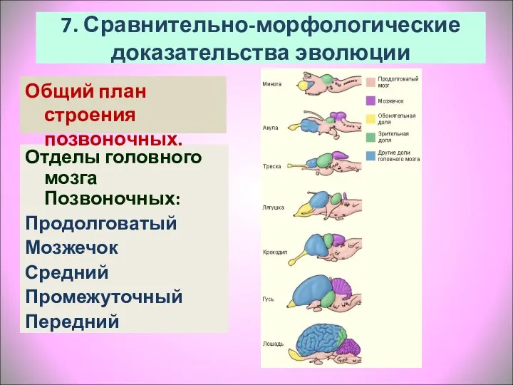 Отделы головного мозга Позвоночных: Продолговатый Мозжечок Средний Промежуточный Передний 7. Сравнительно-морфологические доказательства эволюции