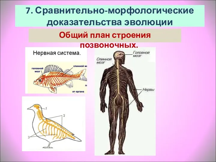 7. Сравнительно-морфологические доказательства эволюции Общий план строения позвоночных.